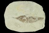 Miocene Fossil Leaf (Cinnamomum) - Augsburg, Germany #139264-1